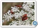 Rotgelber Weichk&auml;fer, 10.07.2025