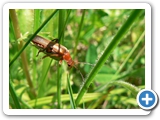 Rotgelber Weichk&auml;fer, 26.05.2012