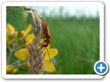 Rotgelber Weichk&auml;fer, 13.07.2012