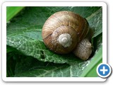 Weinbergschnecke, 05.05.2007