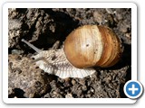 Weinbergschnecke, 24.05.2010