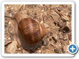 Weinbergschnecke, 07.07.2019