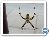 Wespenspinne &female;, 19.08.2011