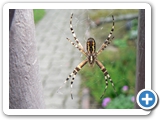 Wespenspinne &female;, 19.08.2011