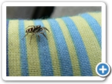 Zebraspringspinne, 17.05.2010