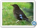 Amsel &female;, 09.04.2007