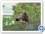 Amsel &female;, 08.05.2010