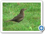 Amsel &female;, 06.07.2011