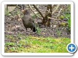 Amsel &female;, 11.04.2020
