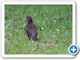 Amsel &female;, 28.06.2022