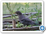 Amsel &female;, 02.07.2022