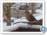 Amsel &female;, 11.01.2024