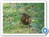Amsel &female;, 25.04.2007