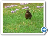 Amsel &female;, 20.05.2009