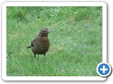 Amsel &female;, 06.04.2010