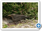 Amsel &female;, 09.04.2010