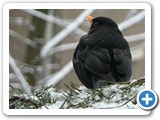 Amsel &male;, 04.02.2006