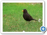 Amsel &male;, 21.04.2006