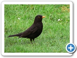 Amsel &male;, 20.05.2009