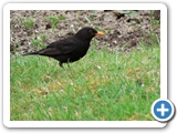 Amsel &male;, 09.04.2010