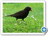 Amsel &male;, 12.05.2010
