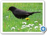 Amsel &male;, 12.05.2010