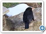 Amsel &male;, 27.02.2023