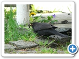 Amsel &male;, 17.04.2007