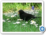 Amsel &male;, 17.04.2007