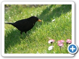 Amsel &male;, 13.04.2008