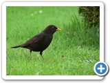 Amsel &male;, 13.04.2008
