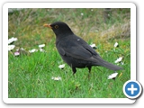 Amsel &male;, 14.04.2008