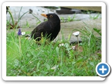 Amsel &male;, 17.04.2008
