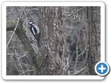 Buntspecht &male;, 01.02.2023