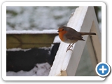 Rotkehlchen, 26.02.2023
