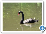 Trauerschwan, 14.07.2013