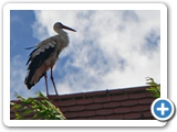 Wei&szlig;storch, 17.06.2016